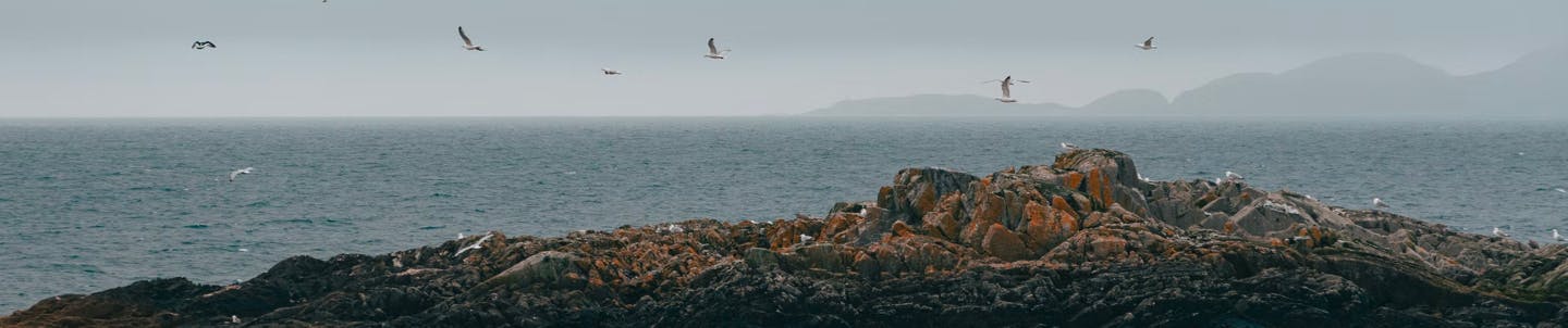 wide angle of birds flying off coast in mallaig