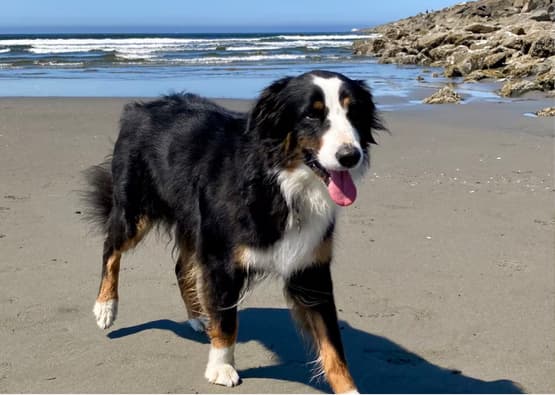 dog on the beach with its back to the sea