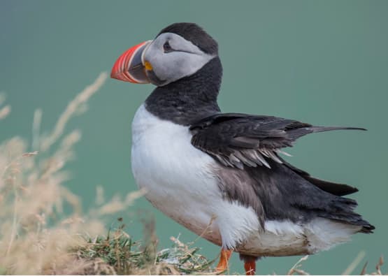 puffin standing side on to camera