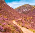 tile of cairngorms national park
