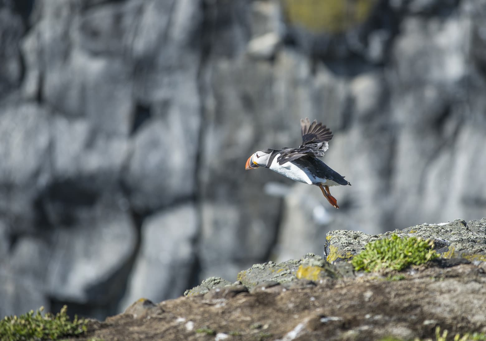 Puffin on the Isle of May