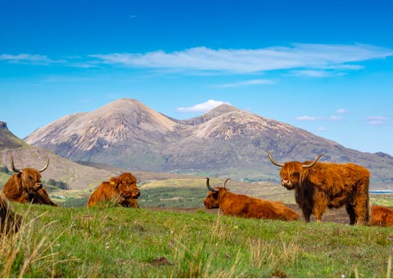 highland cows resting with munro in background