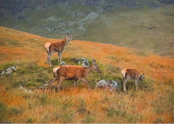 group of deer in field in perthshire
