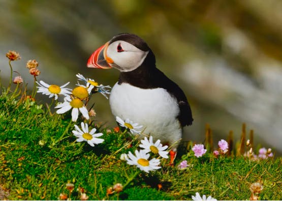 puffin stood in field with flowers