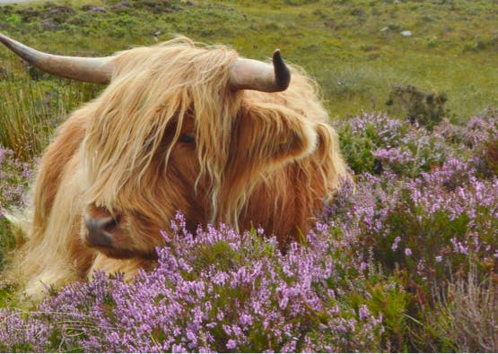 highland cow with flowers in foreground