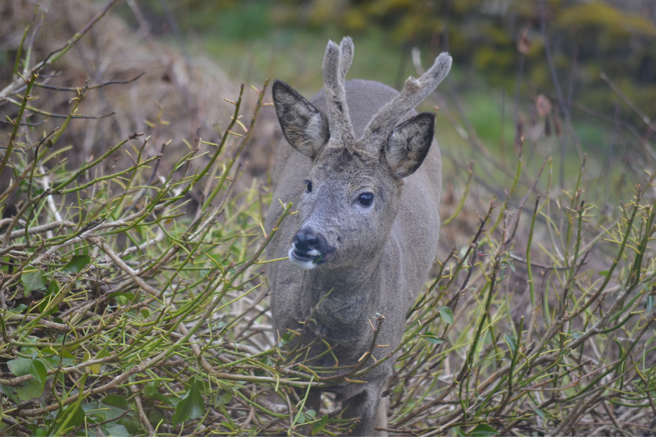 Scottish Deer, Little Puddockwells